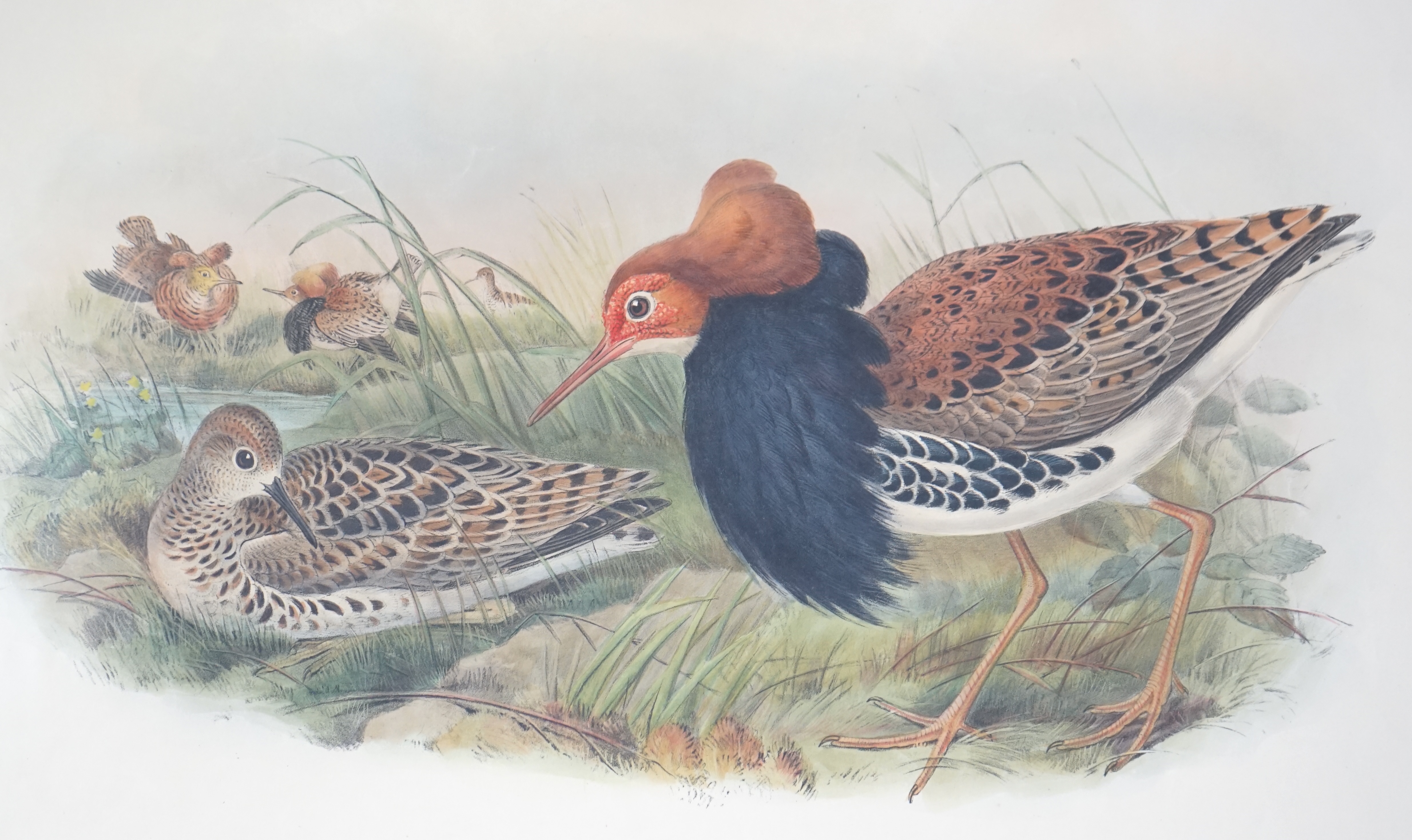 Walter & Cohn after Wolf and Richter (John Gould), 24 hand coloured lithographs from Gould's Birds of Great Britain, lithographs with hand-colouring on wove paper, 55 x 36cm, unframed and unmounted